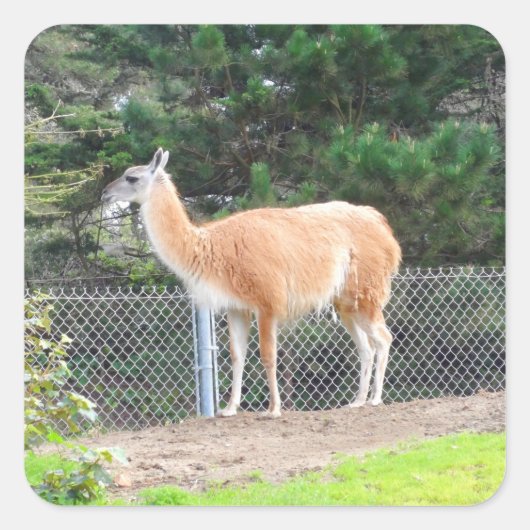 Guanaco #1 Stickers (Vorderseite)