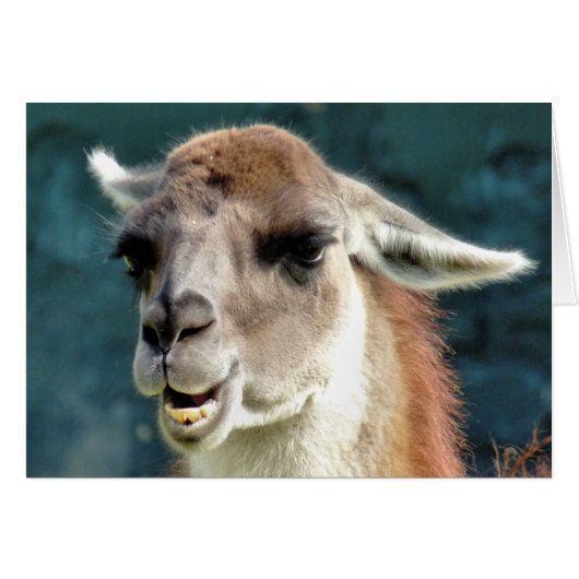 GUANACO CARD (Vorderseite (Horizontal))