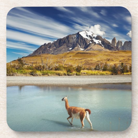 Guanaco, der den Fluss in Torres Del Paine kreuzt Getränkeuntersetzer (Vorderseite)