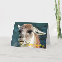 GUANACO