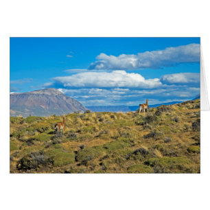 Guanaco-Land, Patagonia