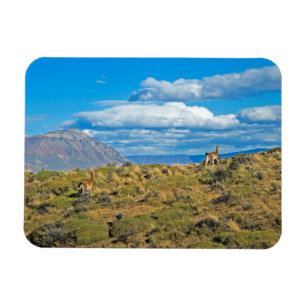 Guanaco-Land, Patagonia Magnet