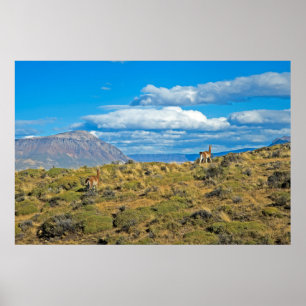 Guanaco-Land, Patagonia Poster