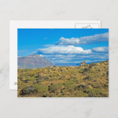 Guanaco-Land, Patagonien Postkarte (Vorne/Hinten)