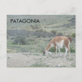 Guanaco Llama, Patagonia, Chile Postkarte (Vorderseite)