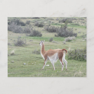 Guanaco Llama, Patagonia, Chile Postkarte