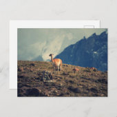 Guanaco Mountain Postkarte (Vorne/Hinten)