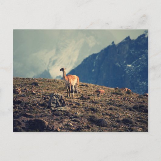 Guanaco Mountain Postkarte (Vorderseite)