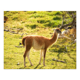 Guanaco Sonnenschein Fotodruck