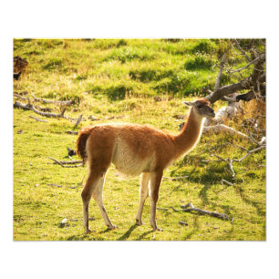 Guanaco Sonnenschein Fotodruck