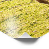 Guanaco Sonnenschein Fotodruck (Ecke)