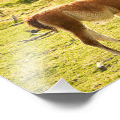 Guanaco Sonnenschein Fotodruck (Ecke)