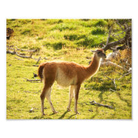 Guanaco Sonnenschein