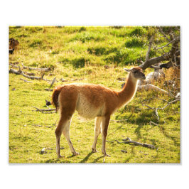 Guanaco Sonnenschein Fotodruck