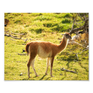 Guanaco Sonnenschein Fotodruck