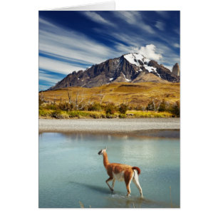 Guanaco überquert den Fluss in Torres del Paine