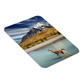 Guanaco überquert den Fluss in Torres del Paine Magnet (Rechte Seite)