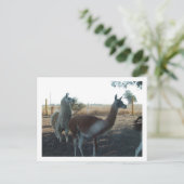 Guanaco und Lama Postkarte (Stehend Vorderseite)