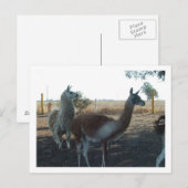 Guanaco und Lama Postkarte (Vorne/Hinten)