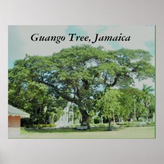 Guango Tree, Jamaika Poster
