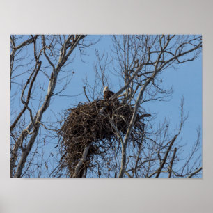 Guarding Eagle Poster
