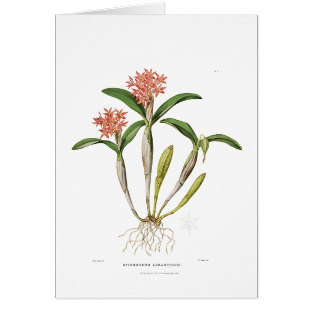 Guarianthe aurantiaca (Vorne)