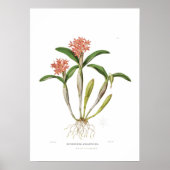 Guarianthe aurantiaca von Miss Drake. Poster (Vorne)