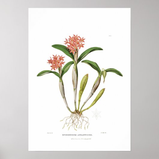 Guarianthe aurantiaca von Miss Drake. Poster (Vorne)