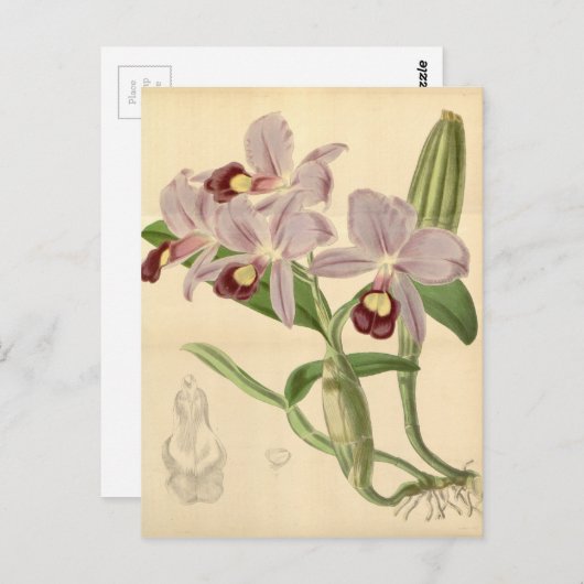 Guarianthe skinneri (als Cattleya skinneri) Postkarte (Vorne/Hinten)