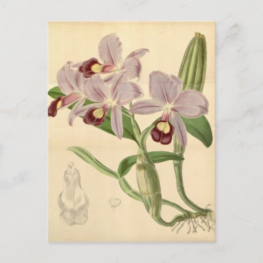 Guarianthe skinneri (als Cattleya skinneri) Postkarte (Vorderseite)