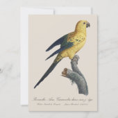 Guarouba dans söhns jüdisches Alter / Sonnenparake Dankeskarte (Vorderseite)