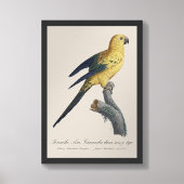 Guarouba dans söhns jüdisches Alter / Sonnenparake Fotodruck