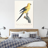 Guarouba dans söhns jüdisches Alter / Sonnenparake Leinwanddruck (Insitu (Schlafzimmer))