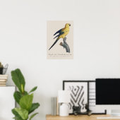 Guarouba dans söhns jüdisches Alter / Sonnenparake Poster (Heimbüro)