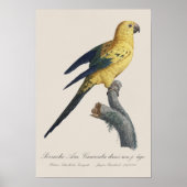 Guarouba dans söhns jüdisches Alter / Sonnenparake Poster (Vorne)