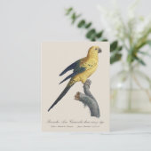 Guarouba dans söhns jüdisches Alter / Sonnenparake Postkarte (Stehend Vorderseite)