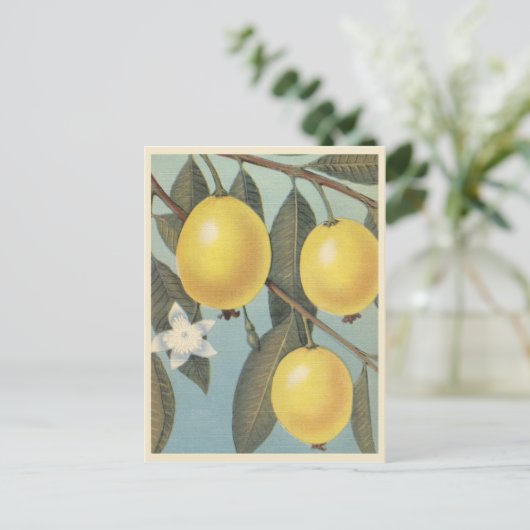 Guava-Obst Vintag Postkarte (Stehend Vorderseite)