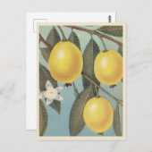 Guava-Obst Vintag Postkarte (Vorne/Hinten)