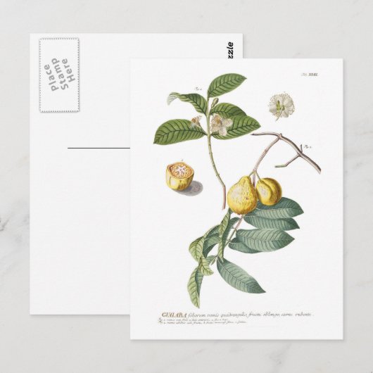 Guava Postkarte (Vorne/Hinten)
