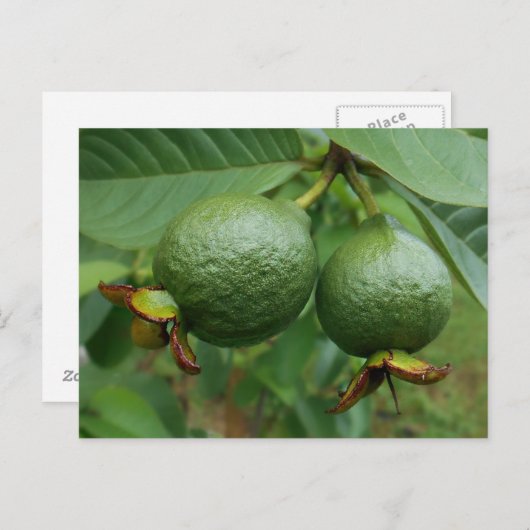 Guavas Postkarte (Vorne/Hinten)