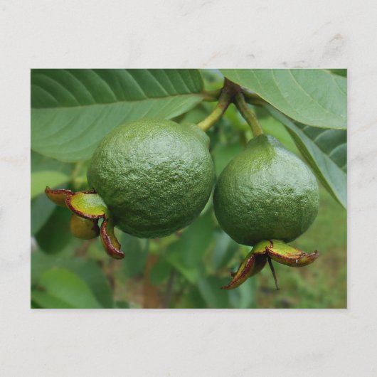 Guavas Postkarte (Vorderseite)