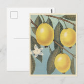 Guave Frucht Vintage Postkarte (Vorne/Hinten)
