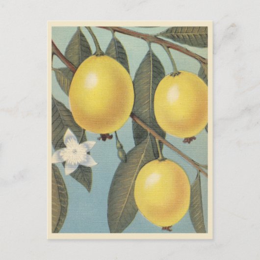 Guave Frucht Vintage Postkarte (Vorderseite)