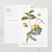 Guave Postkarte (Vorne/Hinten)