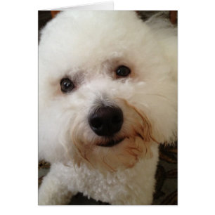 "Gucci" - ein Bichon Frise Pup