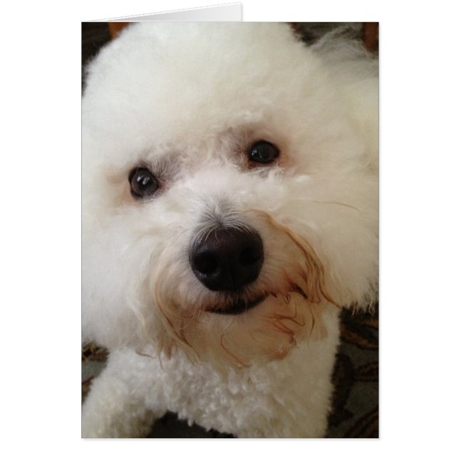 "Gucci" - ein Bichon Frise Pup (Vorne)