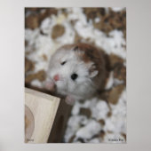 Gucci Poster (Vorne)