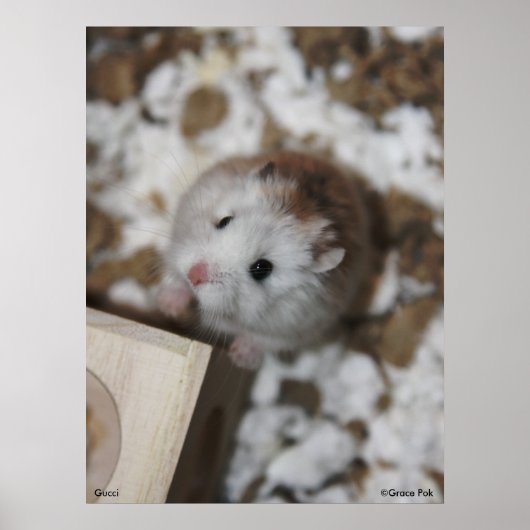 Gucci Poster (Vorne)