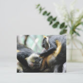 Guenon Monkeys Postcard Postkarte (Stehend Vorderseite)