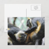 Guenon Monkeys Postcard Postkarte (Vorne/Hinten)